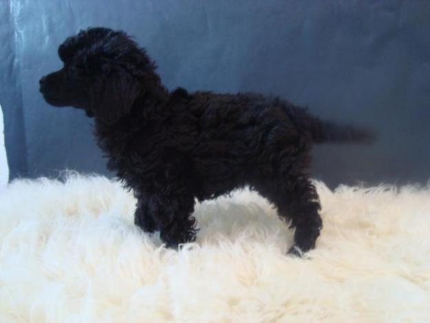 Caniche Toy negros, de calidad.