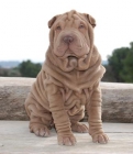 Dragon de Koshi Shar-Pei - mejor precio | unprecio.es