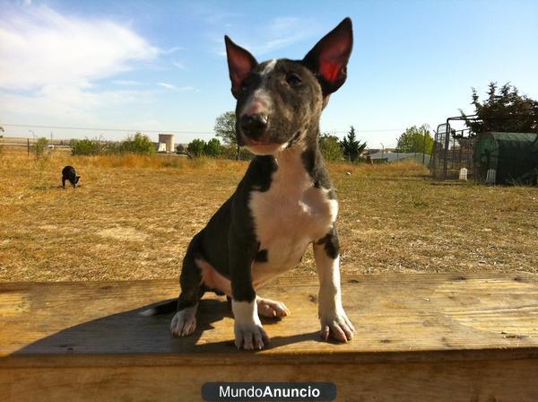 Mini Bullterrier , machos & hembras disponibles máxima seriedad