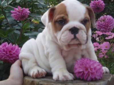 PRECIOSA INGLES BULLDOG CACHORROS ADOPCION.