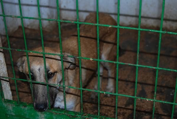 Se regala perro precioso, buenísimo y muy muy cariñoso