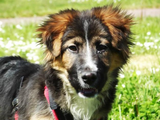 2 cachorras preciosas en adopción