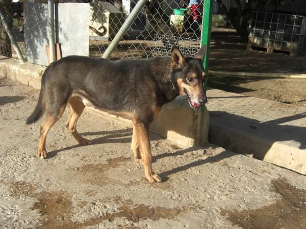 adopcion  perro