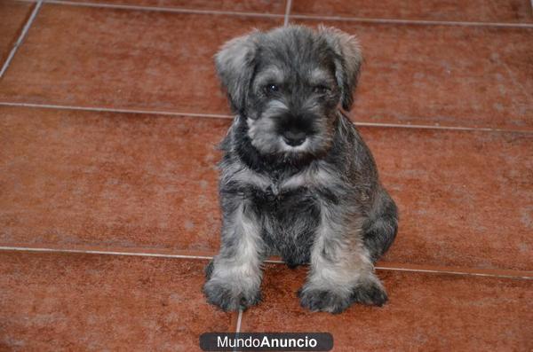 CACHORROS DE SCHNAUZER MINI EN MADRID, FOTOS ACTUALES