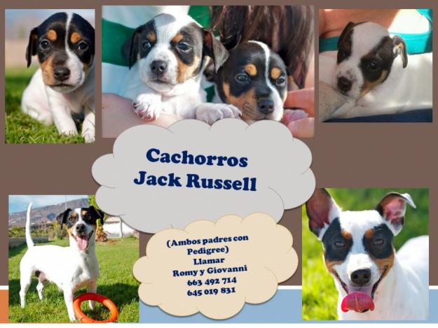 Cachorros Jack Russell Terrier