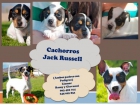 Cachorros Jack Russell Terrier - mejor precio | unprecio.es