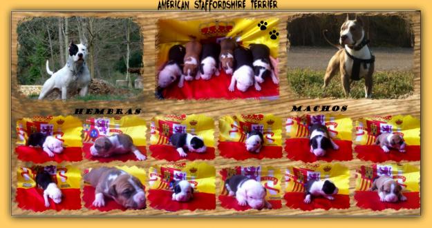 Camada American staffordshire terrier