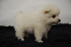 camadita de pomerania en venta, color *** blanco - mejor precio | unprecio.es