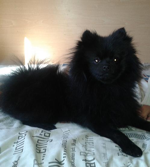 Pomerania negro macho busca novia cerquita de Madrid