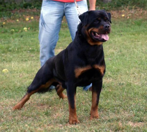 Rottweiler, últimos cachorros