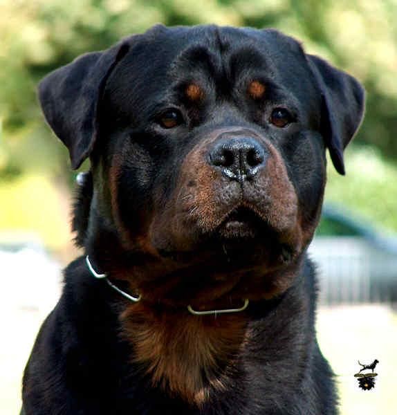 rottweilers en Canarias hijos de campeones