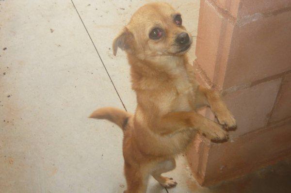 tootsy,perrita peque y dulce,adopcion cordoba