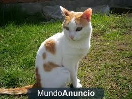 Busco mi gata