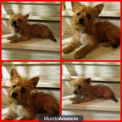 CACHORRO DE CHIHUAHUA DE 7 MESES POR TRASLADO