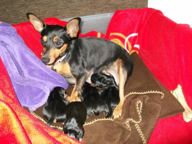 Preciosos Pinscher en miniatura