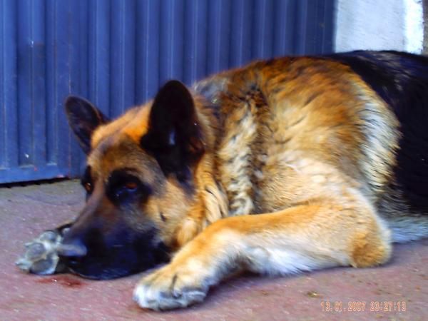 Se ofrece perro para cruzar