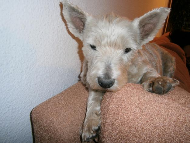 Se REGALA west higland white terrier hembra por no poder atender