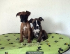 vendo - BOXER cachorros..BUEN PRECIO - mejor precio | unprecio.es