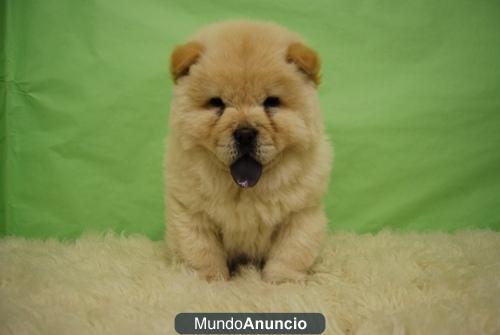 Chow Chow cachorros en venta¡¡¡ madrid, excelente calidad, abrimos todos los dias