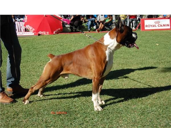 boxer cachorros dorados y atigrados