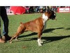 boxer cachorros dorados y atigrados - mejor precio | unprecio.es