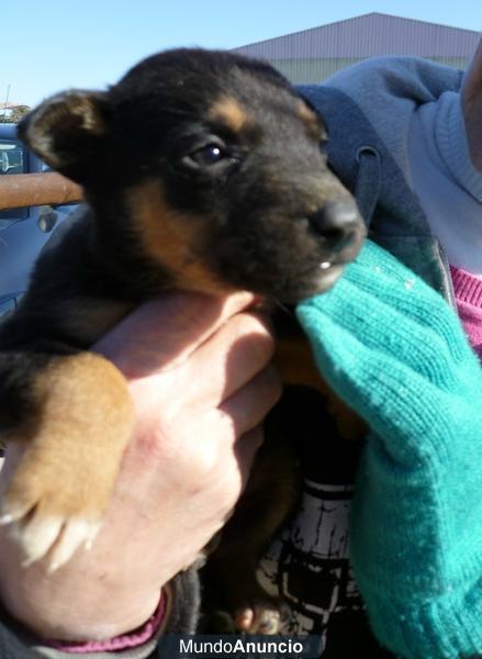 Cachorros tirados a un contenedor de basura BUSCAN ADOPCIÓN