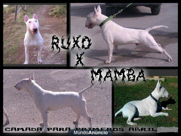 camada bull terrier