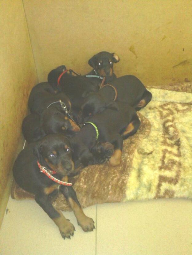 doberman cachorros