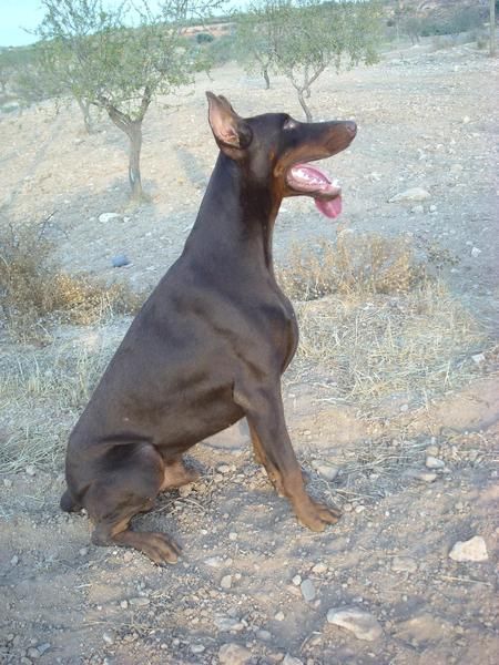 Dobermann Eternal Flame