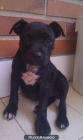 Hembra Staffordshire Bull Terrier - mejor precio | unprecio.es