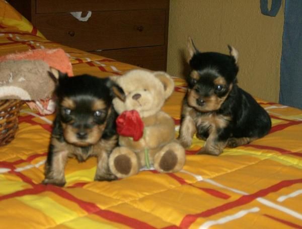 Yorkshire terrier cachorros