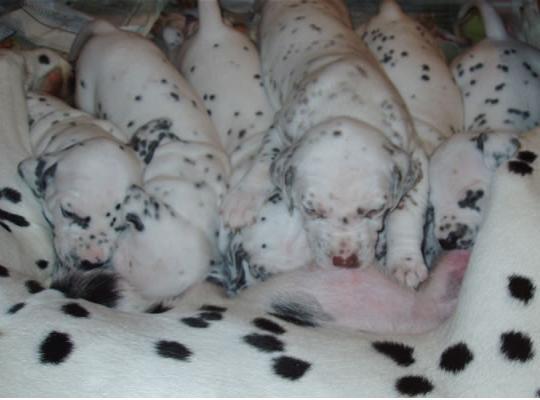 cachorros dalmata