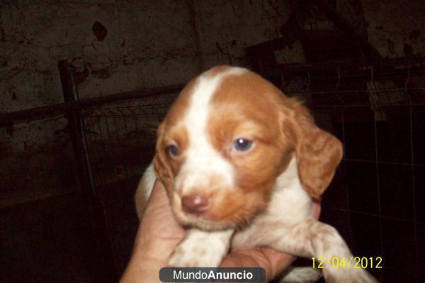 Cachorros de Espaniel Breton