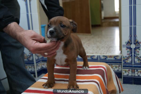 Exc Cachorro Rojo Staffordshire Bull Terrier