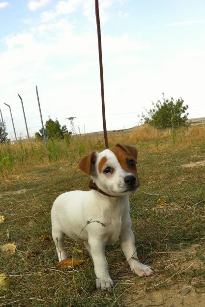 Jack Russell , cachorros disponibles de 1ª calidad , fotos reales