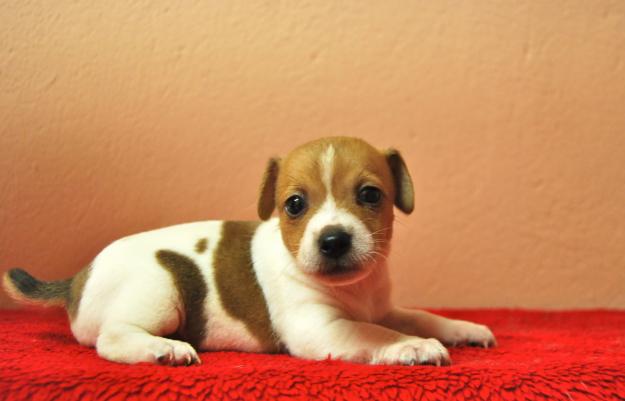 Jack russell , ejemplares disponibles , de 1ª calidad , fotos reales, pata y pelo corto