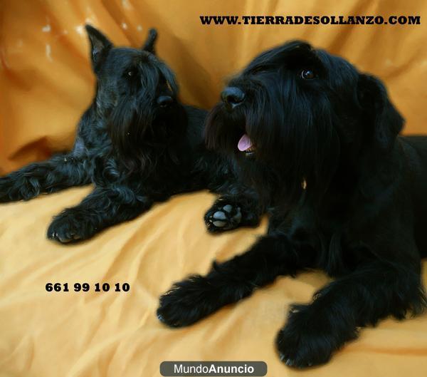 Schnauzer Mediano Negro