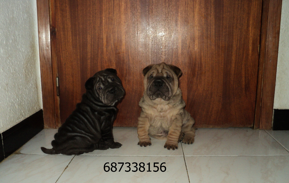 Shar Pei...cachorros