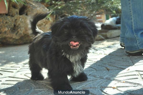 Shih Tzu Negro !