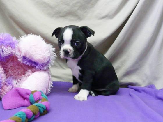 BOSTON TERRIER CACHORROS