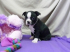 BOSTON TERRIER CACHORROS - mejor precio | unprecio.es