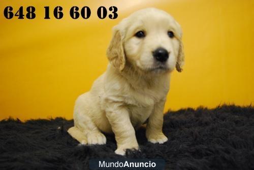 Cachorritos de Golden, disfruta de las ventajas de un criadero