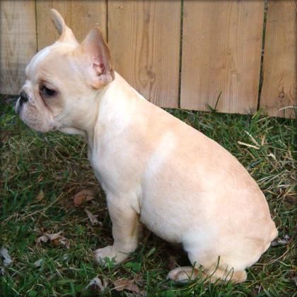 Cachorro bulldog francés de un nuevo hogar