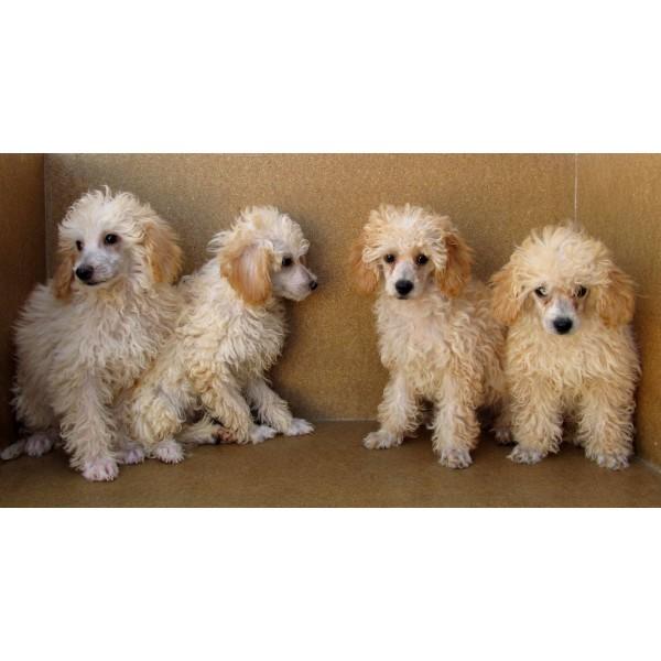 Cachorros de caniche color Crema, 200€