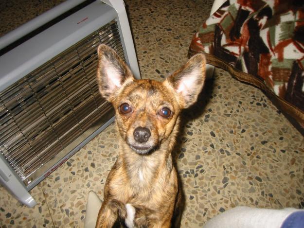 CHIHUAHUA MEZCLA