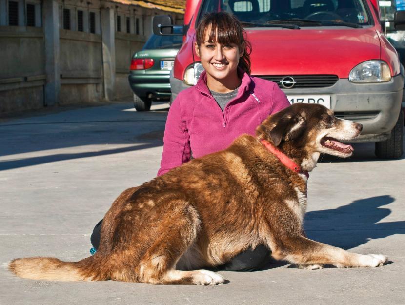 nona,preciosa cruce de pastor en adopción!