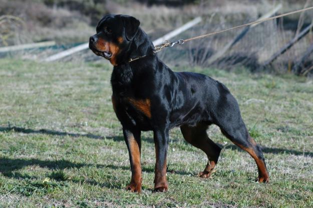 ROTTWEILERS D'EN CUSPY desde 1982  T.653772445