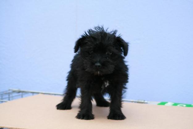 SCHNAUZER MINI CON UNA CALIDAD INMEJORABLE