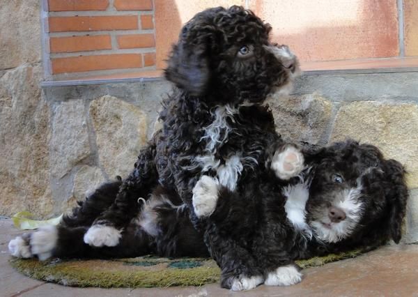 SE VENDEN PERROS DE AGUA ESPAÑOL