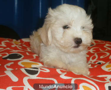 Tu Bichon maltes a un precio estupendo - Murcia